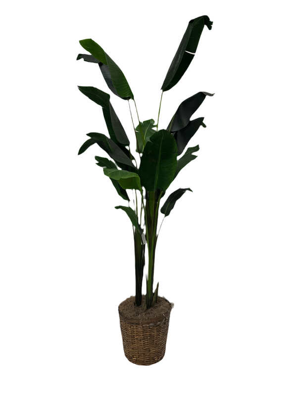 Árbol de ave del paraíso de 8 pies