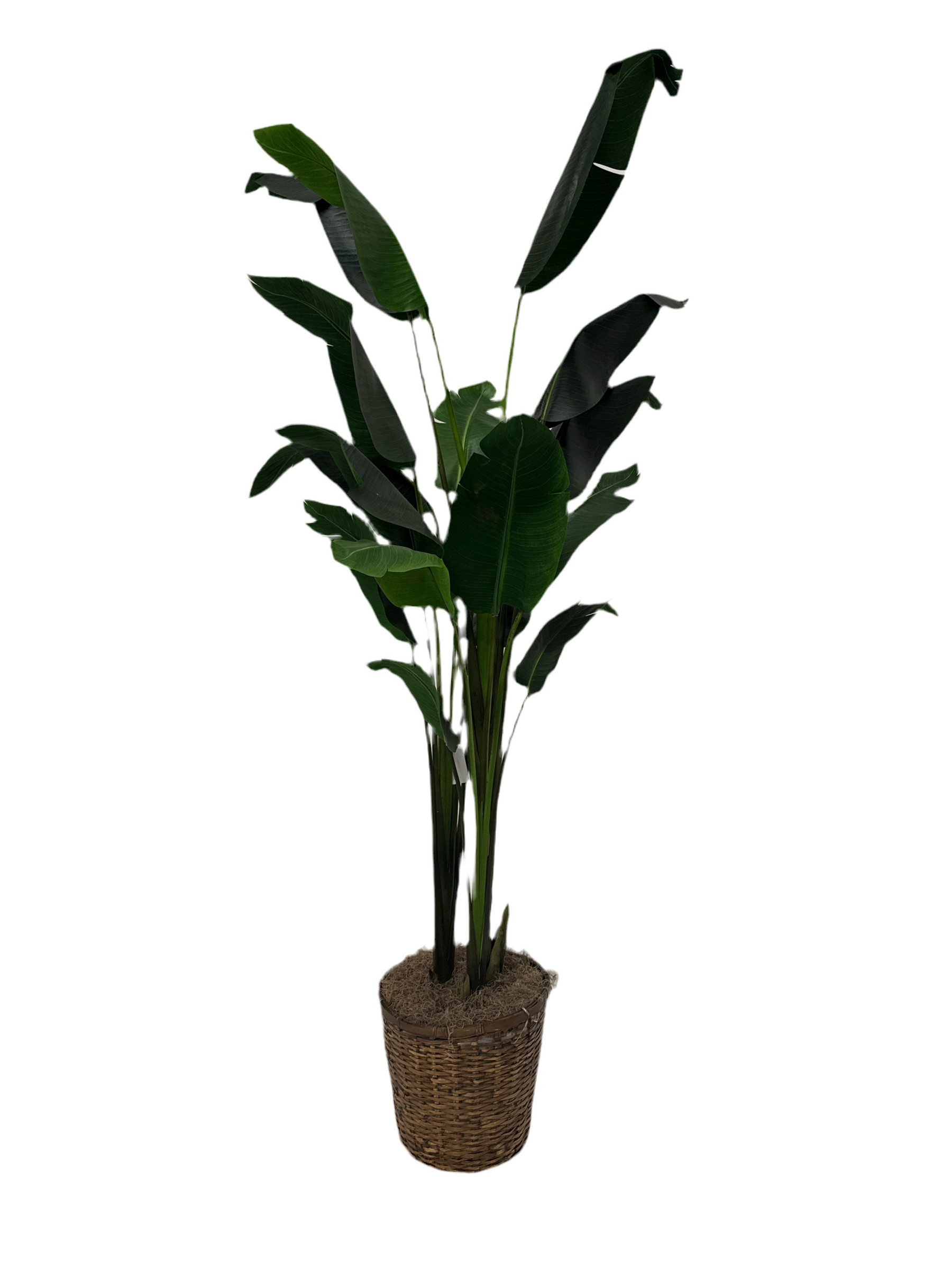 8 Ft Bird Of Paradise Tree